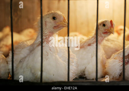 Un gros plan de deux poules dans une cage sur une ferme d'élevage de poulets. Banque D'Images
