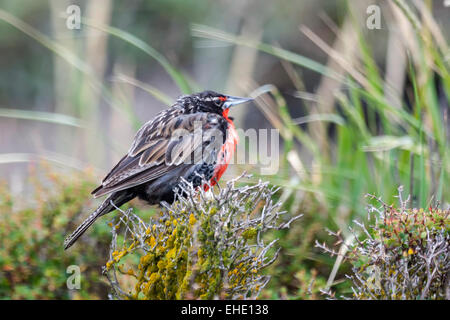 La vue latérale d'une longue queue meadowlark debout sur un buisson dans un pré à Punta Arenas, Chili. Banque D'Images