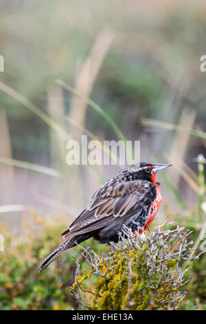 La vue latérale d'une longue queue meadowlark debout sur un buisson dans un pré à Punta Arenas, Chili. Banque D'Images