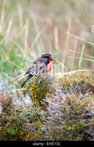 La vue latérale d'une longue queue meadowlark debout sur un buisson dans un pré à Punta Arenas, Chili. Banque D'Images