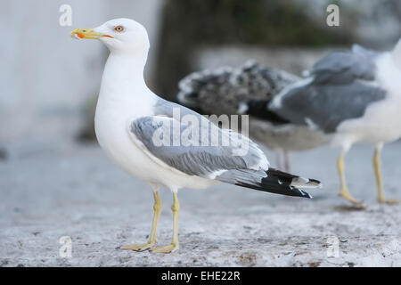 Une vue latérale d'une mouette debout sur un sol en béton avec deux mouettes derrière lui. Banque D'Images