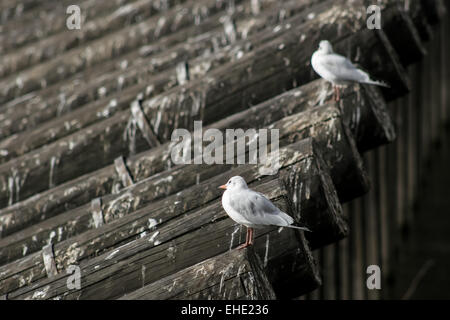 Une vue de côté deux mouettes debout sur la barrière en bois sur la Vltava à Prague. Banque D'Images