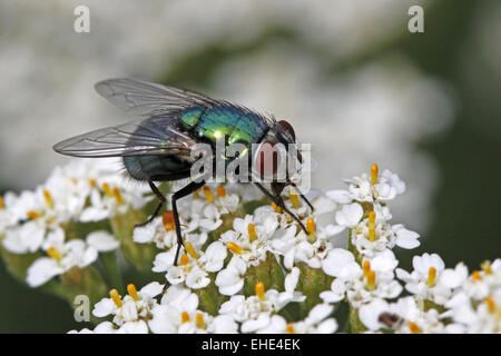 Lucilia sericata, voler l'or sur l'Achillée Banque D'Images