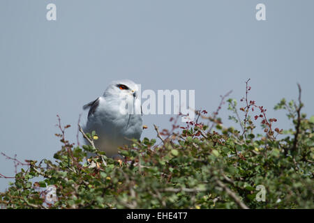 Black-shouldered Kite (Elanus axillaris) Banque D'Images