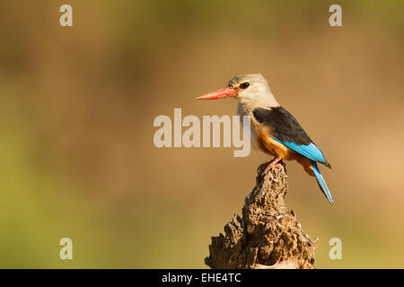 Martin-pêcheur à tête grise (Halcyon leucocephala) Banque D'Images