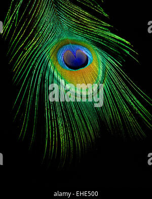 Plume de paon Banque D'Images