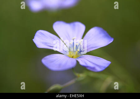 «Leinbluete, Lein Banque D'Images