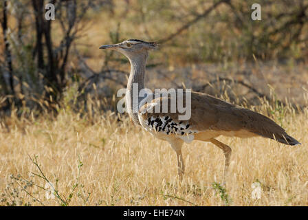 La Namibie, Etosha, Riesentrappe Banque D'Images