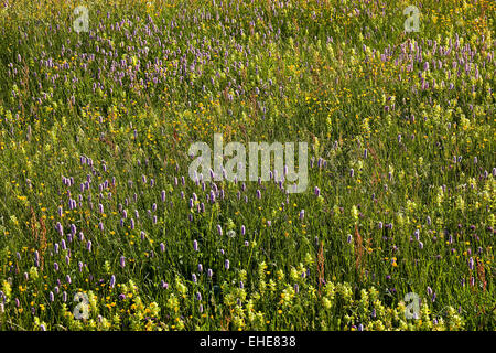 Spring meadow, Vosges, Alsace, France Banque D'Images