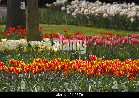 Tulip Banque D'Images