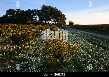 Vignes près de Châteauneuf-du-Pape, France Banque D'Images