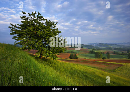 Vue de Montechiaro d'Asti, Piémont, Italie Banque D'Images