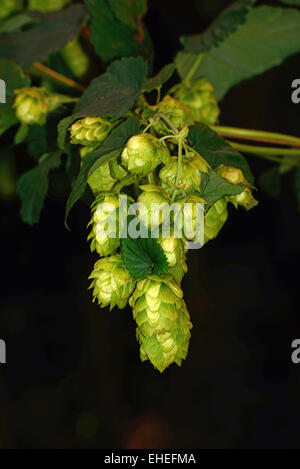 Fleurs de la plante de houblon Humulus lupulus, croissant, près de Nelson, Nouvelle-Zélande Banque D'Images