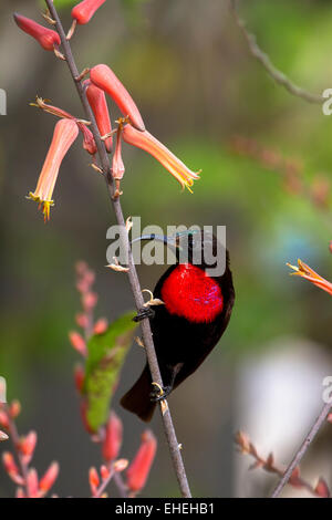 Écarlate mâle-chested sunbird (Chalcomitra senegalensis) Banque D'Images