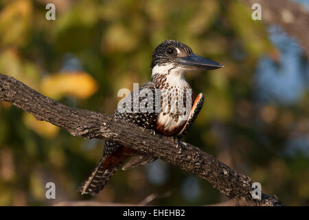 Kingfisher (Megaceryle géant femelle maxima) Banque D'Images