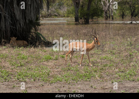 Impala mâle avec une lionne dans l'arrière-plan dans l'ombre d'un arbre. Banque D'Images