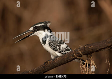 Martin-pêcheur pie (Ceryle rudis) Banque D'Images