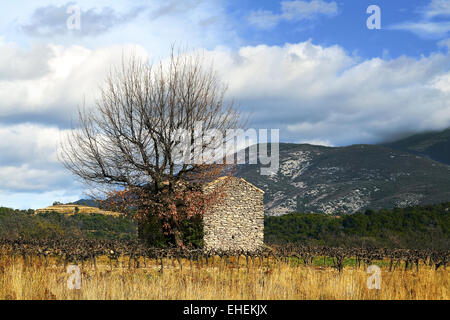 Vignes sur le Mont Ventoux, Provence, France Banque D'Images