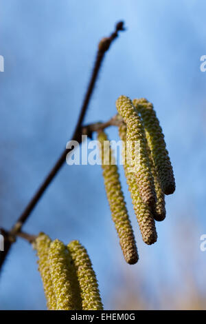 Le noisetier commun Corylus avellana - Banque D'Images