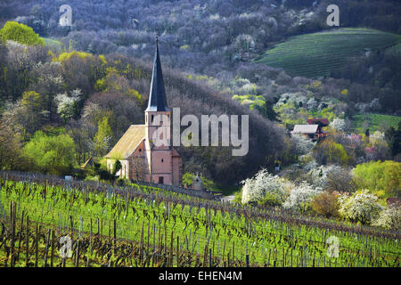 Vue sur le vignoble de la chapelle Saint-André, Alsace Banque D'Images