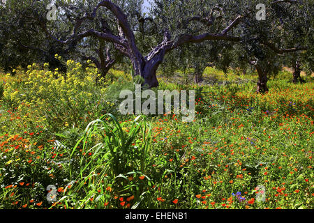 Olive Grove florissant, Sicile, Italie Banque D'Images