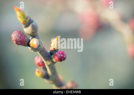 Jacinthe mauve dans une journée de printemps Banque D'Images