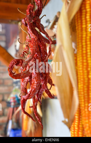 Hot Peppers accroché à sécher à la lumière naturelle Banque D'Images