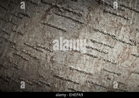 La texture de l'écorce de l'arbre d'Aspen, gros plan tourné. Banque D'Images