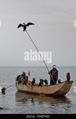 La pêche au cormoran, Erhai Lake Banque D'Images