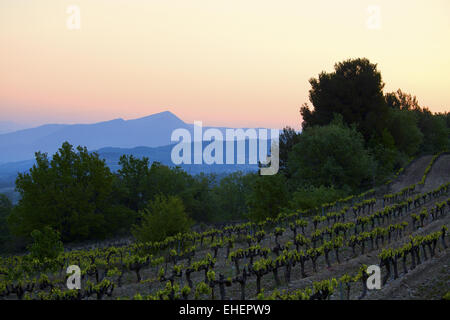 Vignoble des Côtes du Rhône, Buisson, Provence Banque D'Images