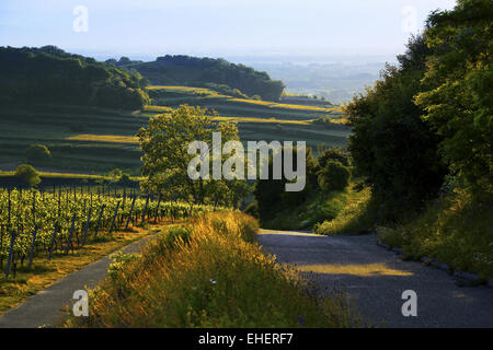 Les chemins dans les vignes, Kaiserstuhl, Allemagne Banque D'Images