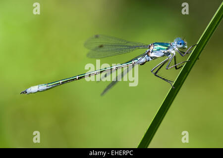 Demoiselle d'émeraude Banque D'Images