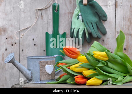 Bouquet de tulipes placés devant les outils de jardinage sur un fond de bois Banque D'Images