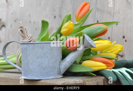 Petit arrosoir en métal devant un bouquet de tulipes sur fond de bois Banque D'Images