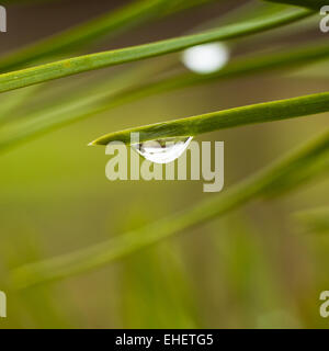 Gros plan sur gouttes sur un pin Banque D'Images