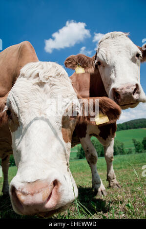 Deux vaches Banque D'Images