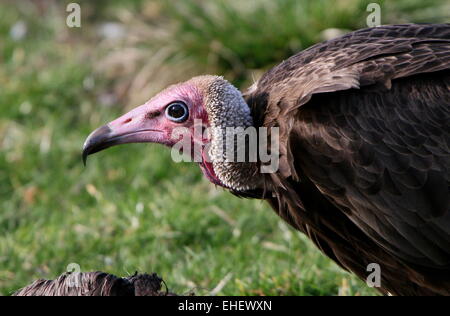 Vautour à capuchon de l'Afrique (Necrosyrtes monachus) qui se nourrit d'une carcasse Banque D'Images