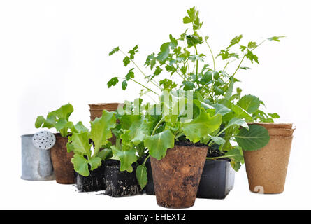 Les plantes en pots biodégradables de laitue sur fond blanc Banque D'Images