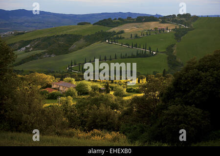 Cypress allee près de la Foce, Toscane, Italie Banque D'Images