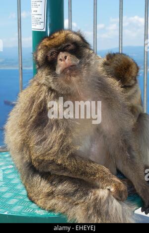 Deux singes de Barbarie (Macaca sylvanus) sur la plate-forme panoramique au sommet du rocher, Gibraltar, Royaume-Uni, Europe de l'Ouest. Banque D'Images