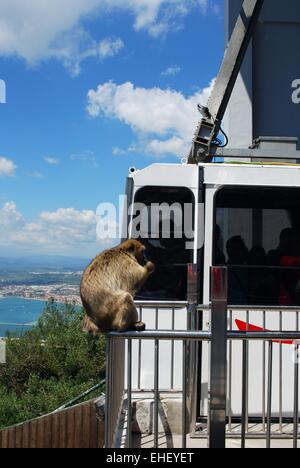 Singe de Barbarie (Macaca sylvanus) assis sur la clôture à la gare du téléphérique, Gibraltar, Royaume-Uni, Europe de l'Ouest. Banque D'Images