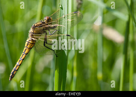 Black-tailed skimmer Banque D'Images