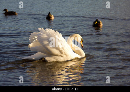 Cygne muet la natation et l'affichage avec des ailes a ressuscité Banque D'Images