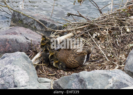 Canard colvert et les canetons. Banque D'Images