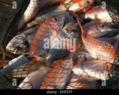 Divers fraîchement pêché les poissons d'eau salée dans un filet Banque D'Images