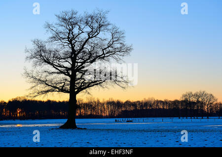 Solitaire vieux chêne pédonculé (Quercus robur) sur une prairie enneigée à l'aube, Geldern, Rhénanie du Nord-Westphalie, Allemagne Banque D'Images