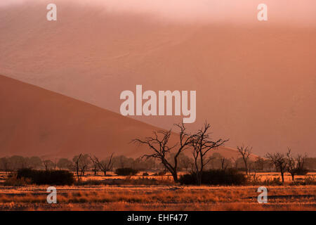 Camel thorn arbres morts (Vachellia erioloba), Dawn, Sossusvlei, Désert du Namib, Namibie, Namib-Naukluft National Park Banque D'Images