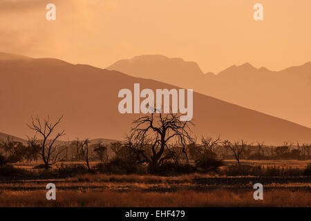 Camel thorn arbres morts (Vachellia erioloba), Dawn, Sossusvlei, Désert du Namib, Namibie, Namib-Naukluft National Park Banque D'Images