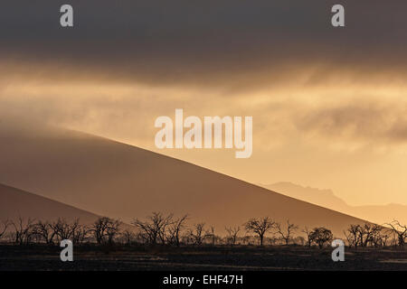 Camel thorn arbres morts (Vachellia erioloba), première lumière du matin, les nuages bas, Sossusvlei, Désert du Namib Banque D'Images