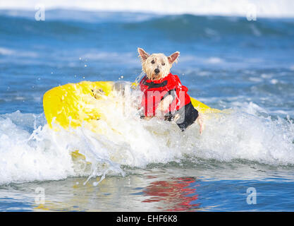 2014 Chien Surf Surf-A-Thon présenté par le Helen Woodward Animal Center où : Del Mar, California, United States Quand : 07 mai 2014 Banque D'Images